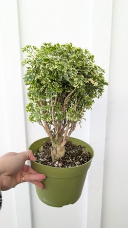 Aralia Ming Gold Stump Plant 6" Pot - Indoor House Plants 