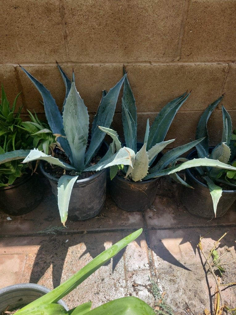 Plants