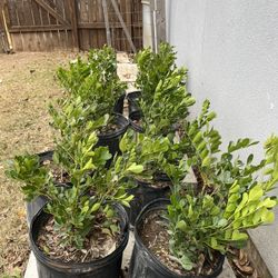 Mountain Laurel,5 Gallon