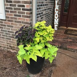 FLOWERS FLOWERS FLOWERS- planters with the plants you love!!!PRICE IS NEGOTIABLE.