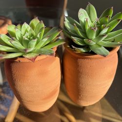 Succulents in Small Clay Jugs