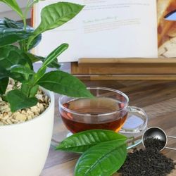 Tea Plants  3gal Arboles De Te En 3gal 