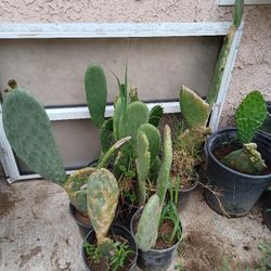 Nopal 