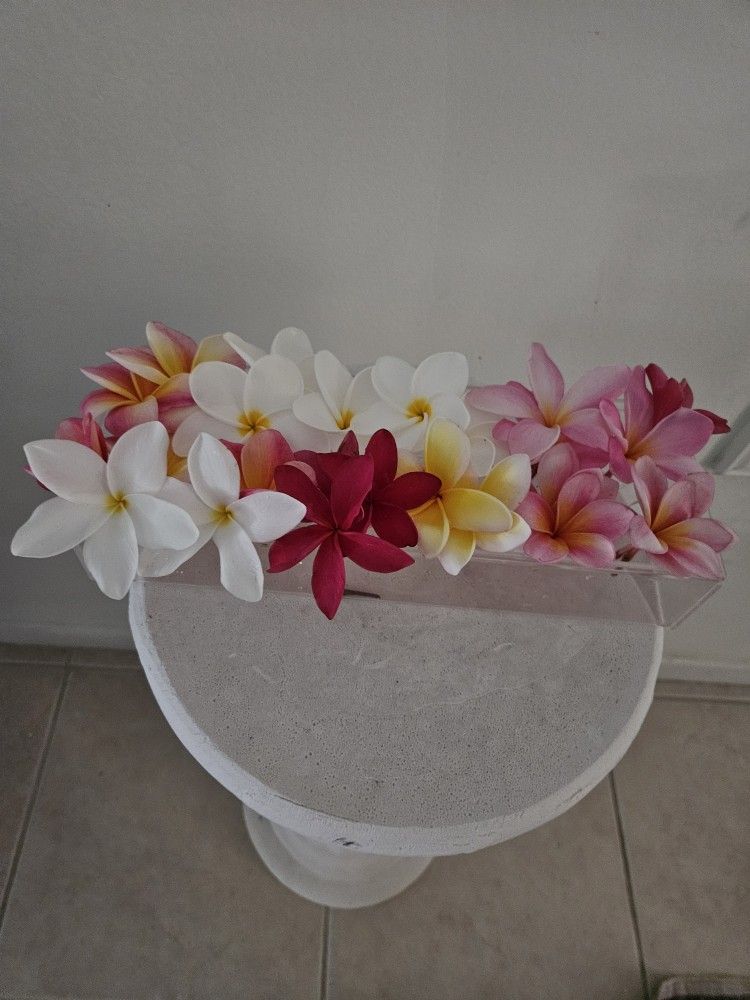 Plumeria Plants $20