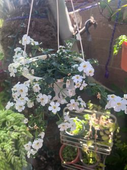“White Sand” Bacopa Bahia Outdoor Plant