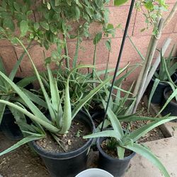 Part two of the many plants for sale
