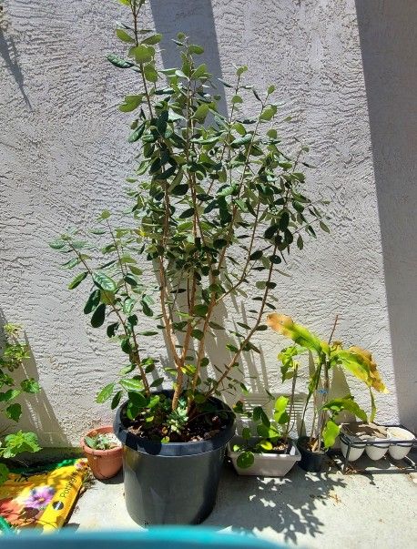 Large Pineapple Guava Fruit Tree (Feijoa)