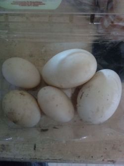 Duck and geese eggs