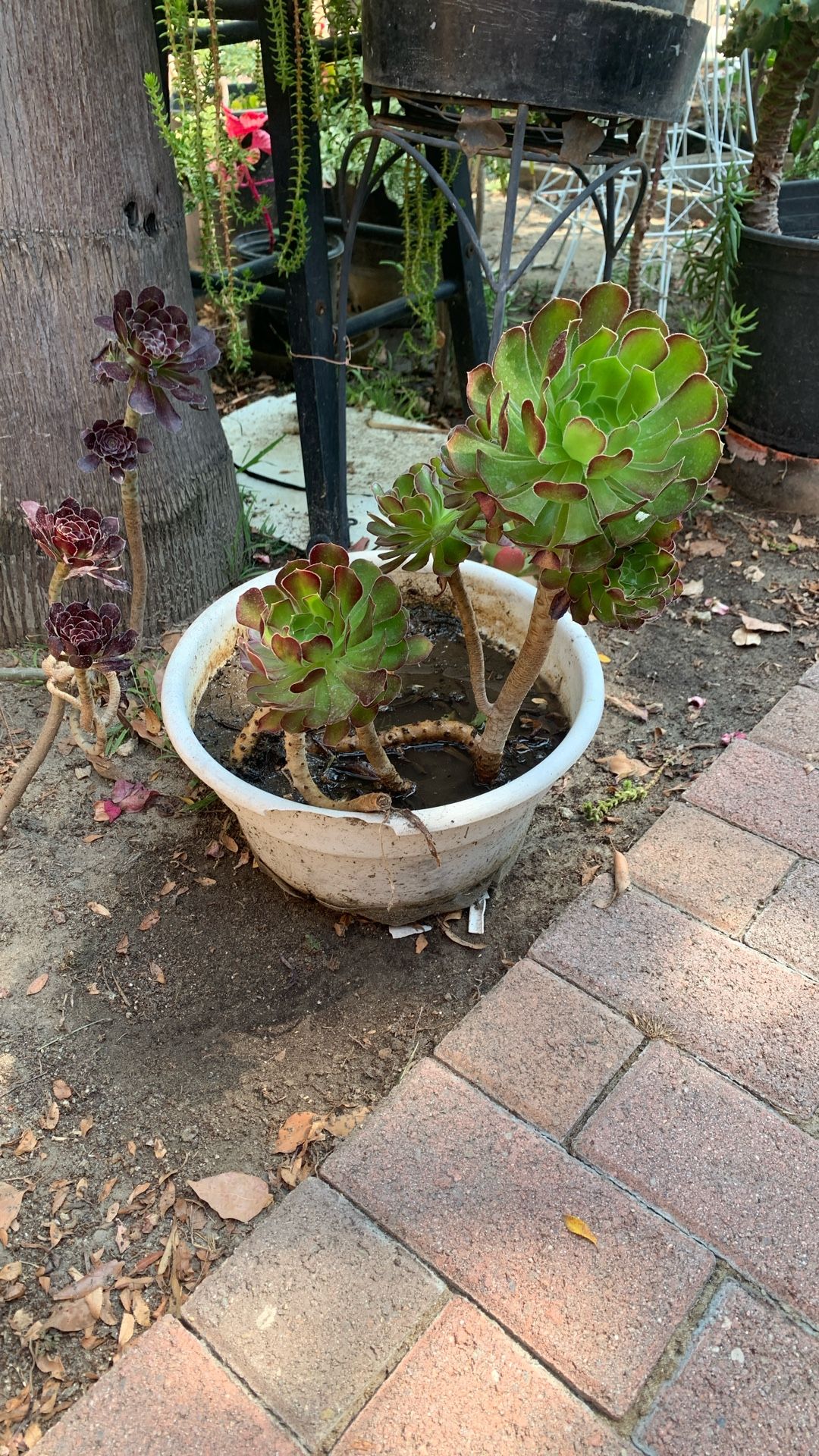 Beautiful Plant