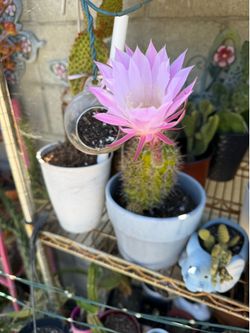 Cactus in bloom now pink color