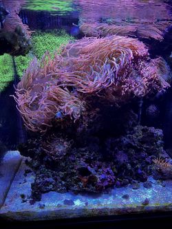 RBTA Anemone For Your Saltwater Tank