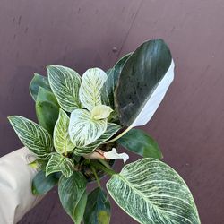 6” philodendron birkin black cherry