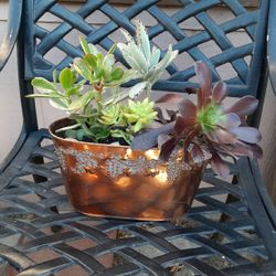 Succulents