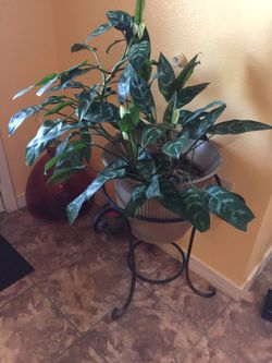 Hermosa planta natural