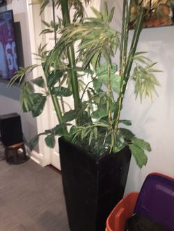 Maceta con bambú mui bonita