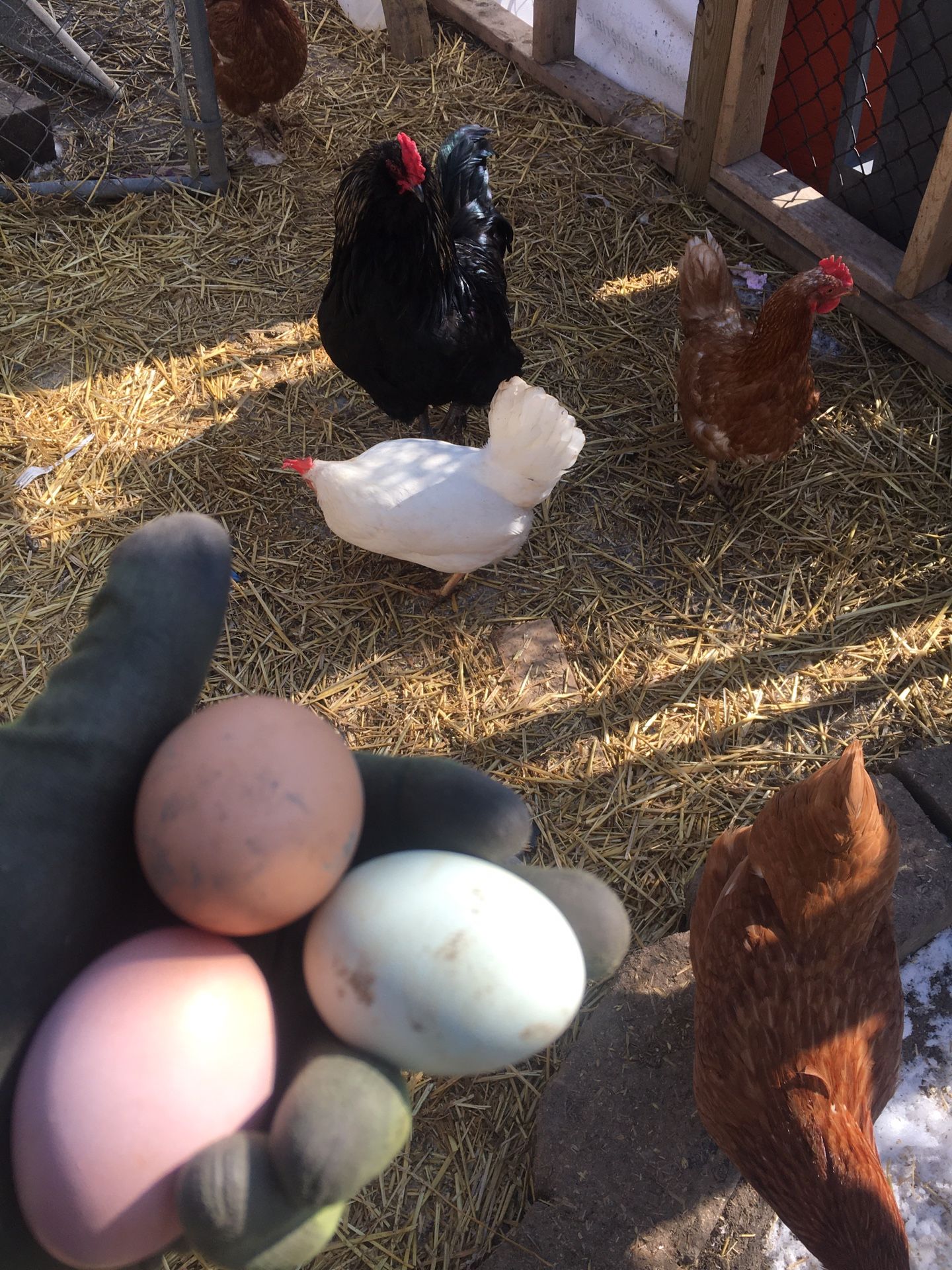 Farm fresh egg