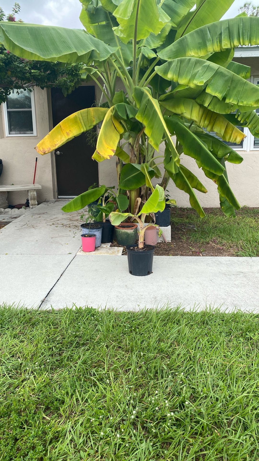 Blue Java Banana Tree (ice cream banana)