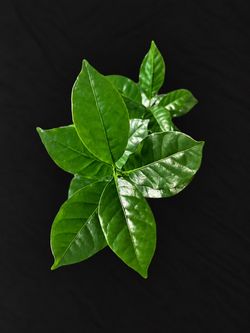Coffee Plant (Coffea Arabica) #2 – Healthy Multi-Plant Pot