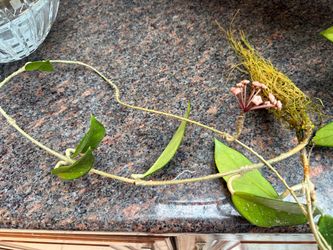 Hoya Carnosa Rooted Blooming Cuttings
