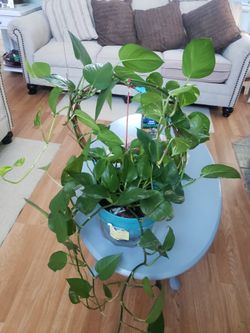 Beautiful Real Plant  Inside 