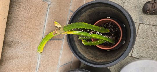 Red robles dragonfruit cutting