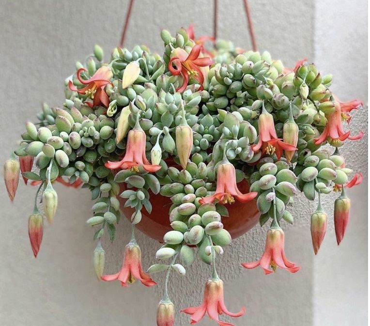 Rare 6” hanging pot Cotyledon Pendens succulent house plant