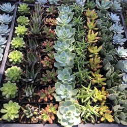 Succulent Drought Tolerant Gift Wedding