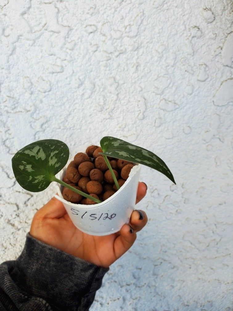 Satin Pothos Cuttings In Lecca