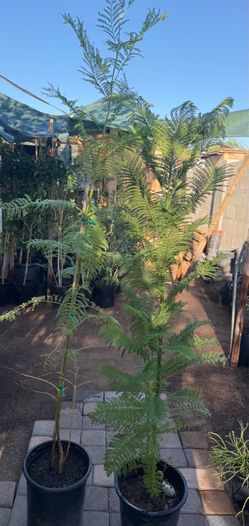 Jacarandas Trees 5F And 4 1/2 The Tall $55 And $50 Each Price Firm
