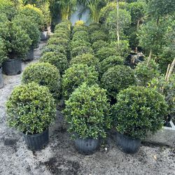 Single Ball Topiary Eugenia In 3 gls Pot. SPECIAL PRICE 🤩