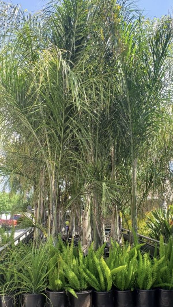 Queen Palms Trees 20g 90 Each 12ft tall for Sale in Menifee, CA OfferUp