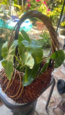 Live plant decoration $20.00