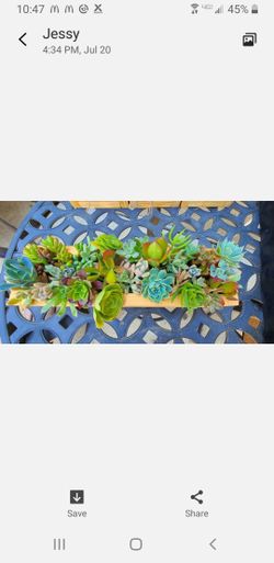 Succulents Cuttings