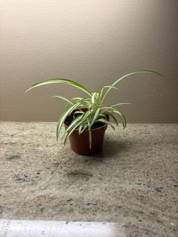 Indoor Or Outdoor Plant Spider Plant 