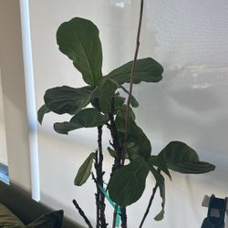Fiddle Lead Fig & pot