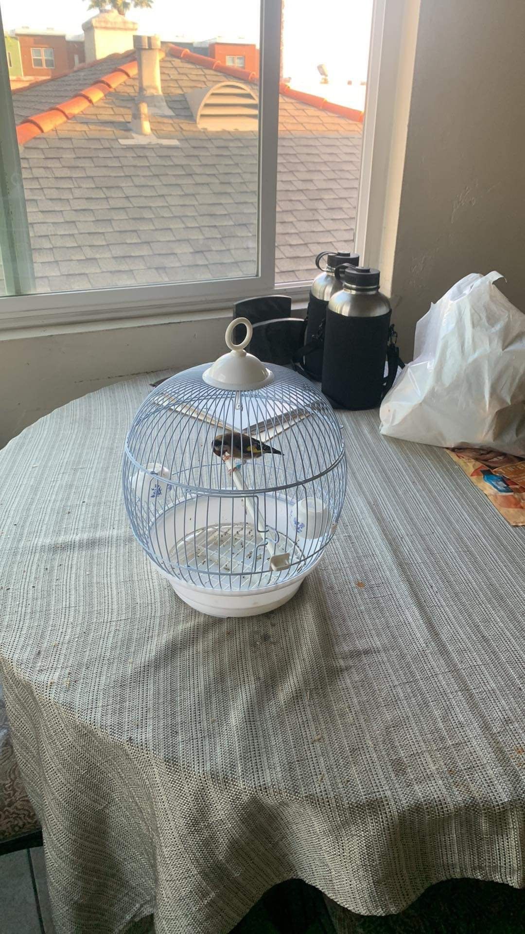 Birds Cage $20