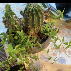 Cactus Plant