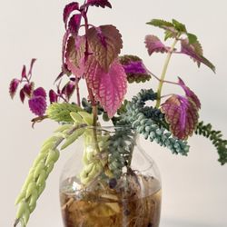Hydroponic Chinese Red + Succulents | With Buds | Glass Vase Included