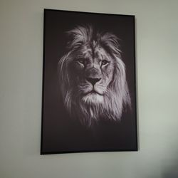 Lion photo