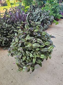 Tradescantia Zebrina, Wandering Jew Beautiful And Healthy HANGING BASKETS PLANTS ARRIVED. $14 each
