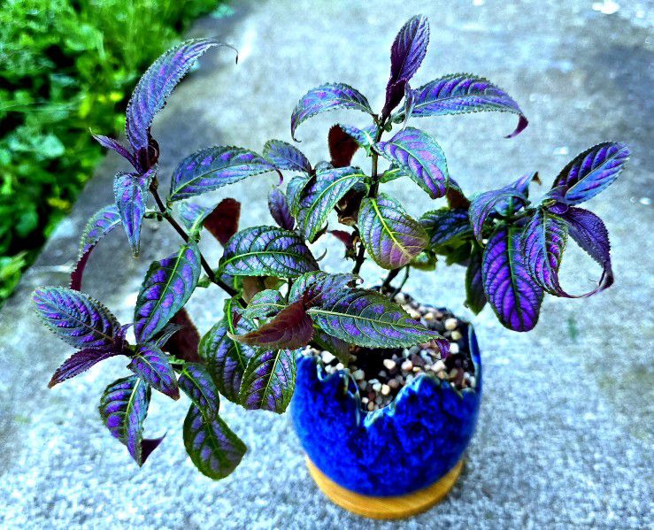 Strobilanthes Dyeriana Aka Persian Shield Plant W/pot!