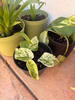 Marble queen pothos plant