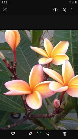 PLUMERIA CUTTING ORANGE