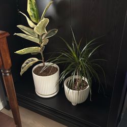 Ficus Audrey & Small Palm Thing