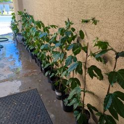 Purple Passion Fruit Vines