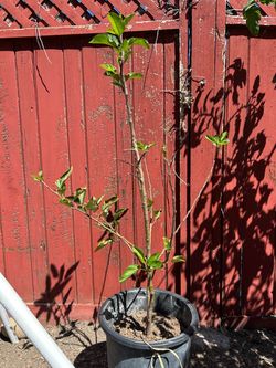 Apple Tree