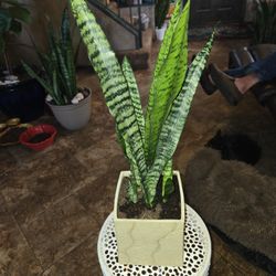 1ft 10in Tall Sansevieria Snake Plant In Ceramic Pot 