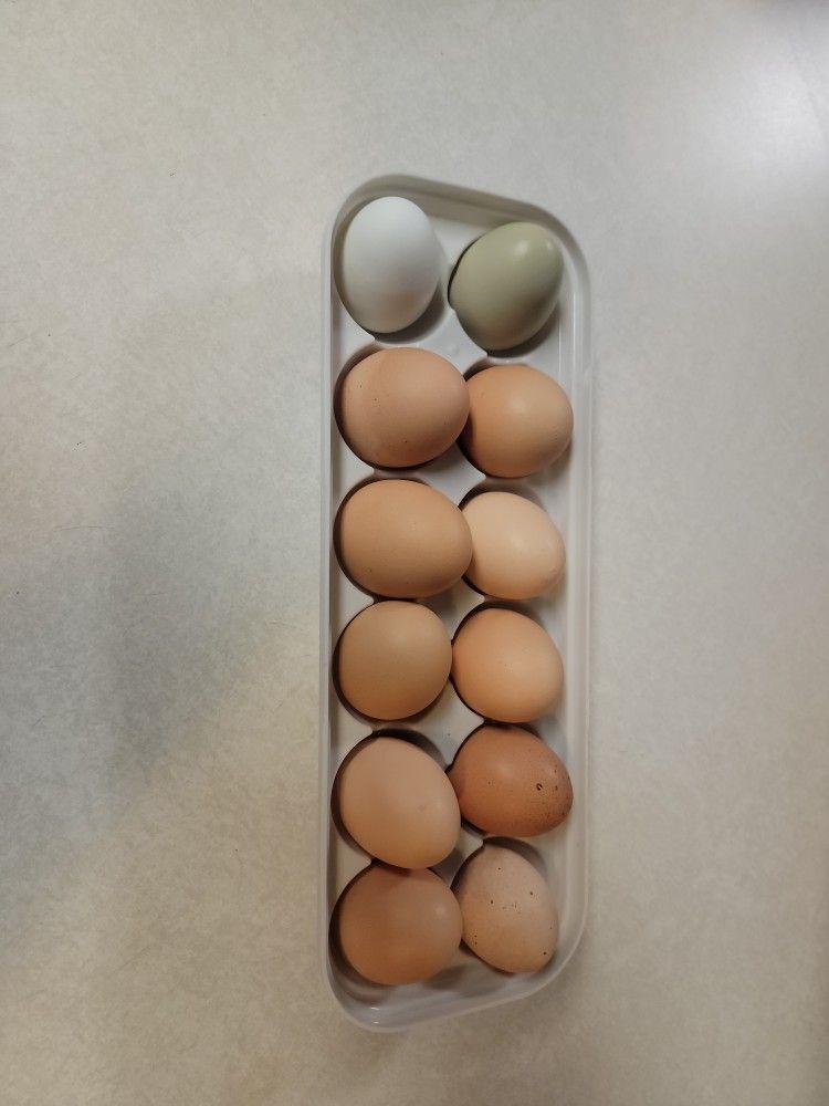 Farm Fresh Eggs $5 A Dozen Call Or Text Questions To (Two 0 Nine Six78-009four