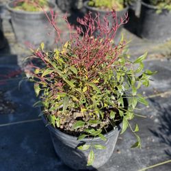 Nandinas