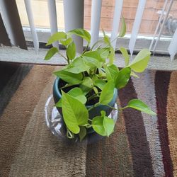 Plant 